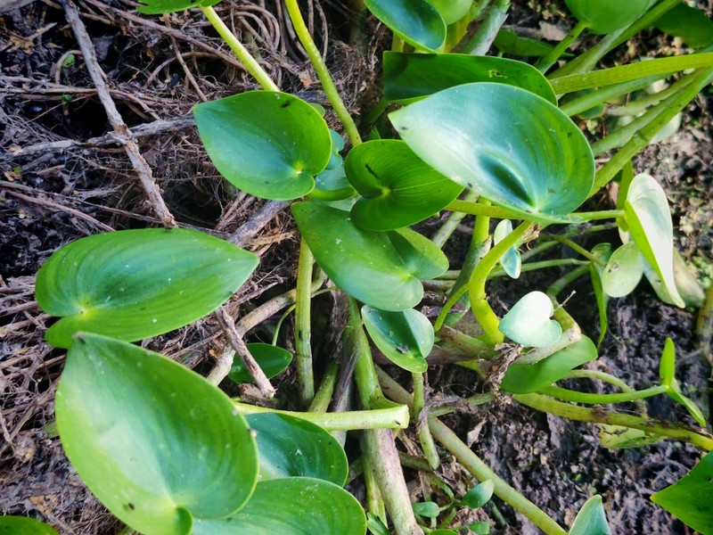 Egret Mudplantain photo 4