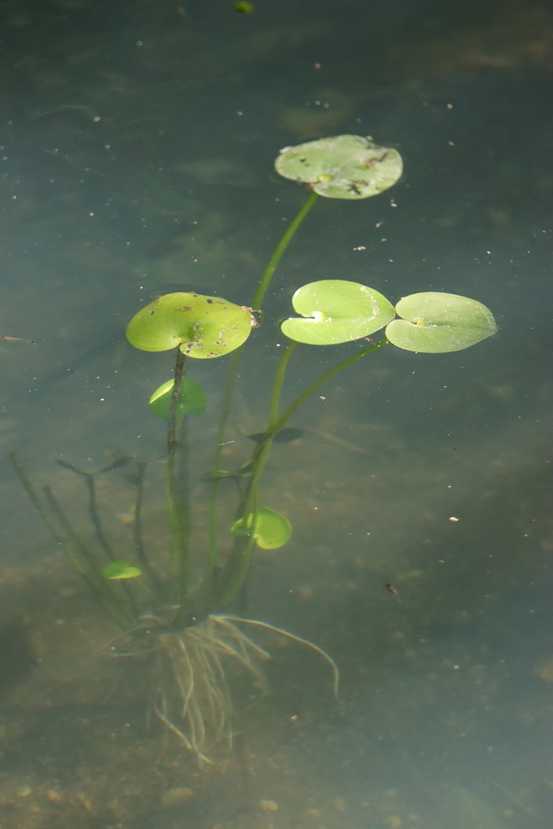 Egret Mudplantain photo 6