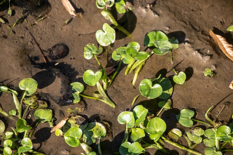 Kidneyleaf Mudplantain