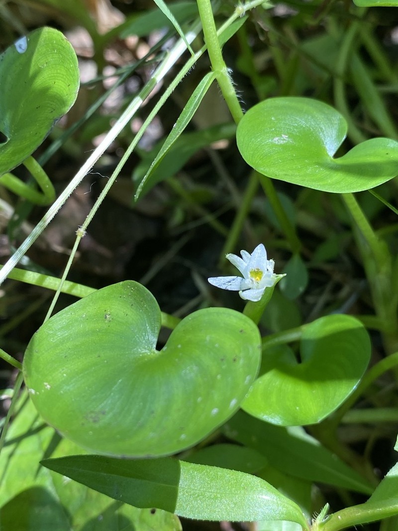 Kidneyleaf Mudplantain photo 2