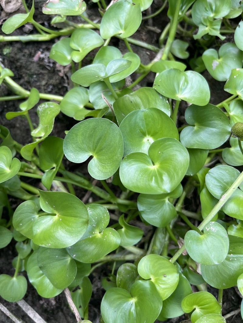 Kidneyleaf Mudplantain photo 3