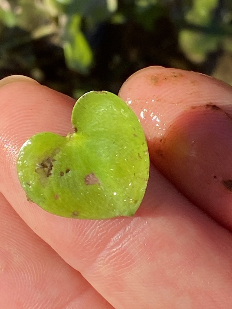 Kidneyleaf Mudplantain photo 4