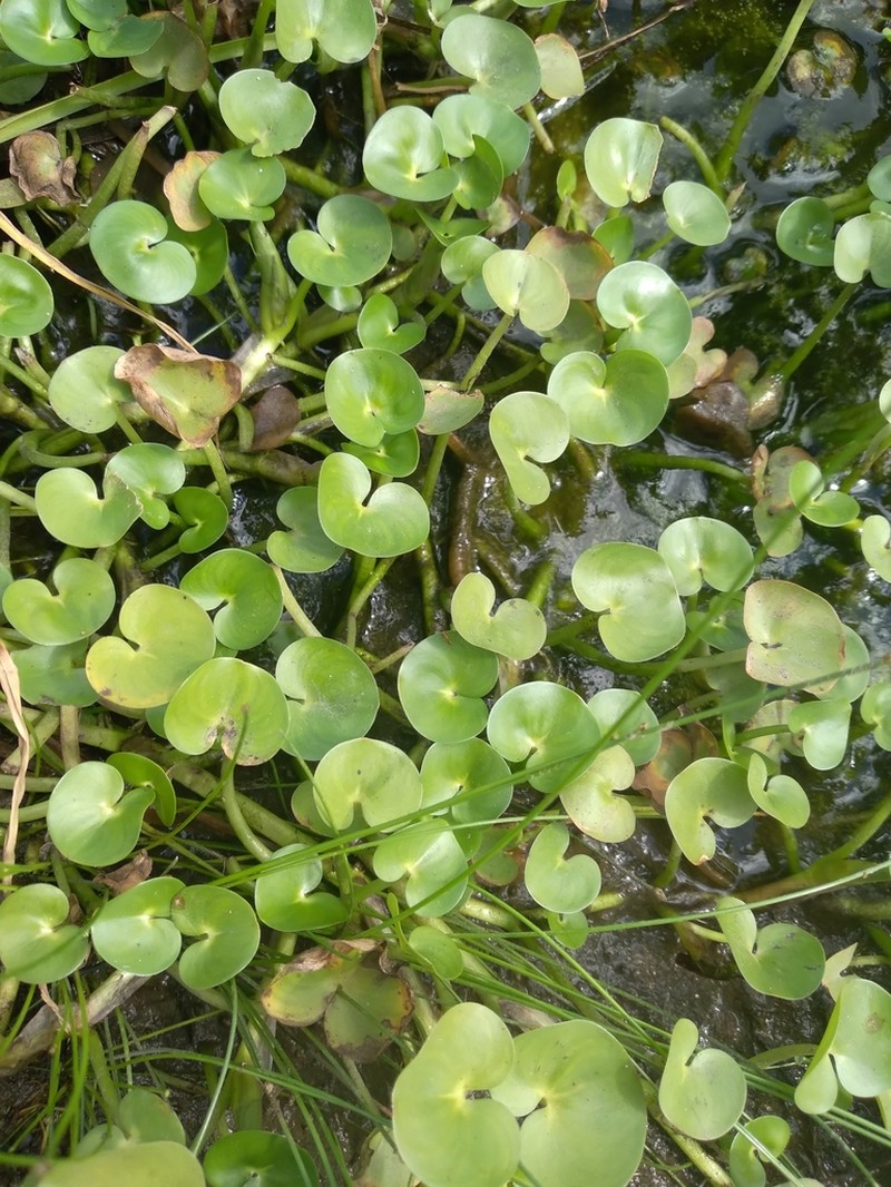 Kidneyleaf Mudplantain photo 5
