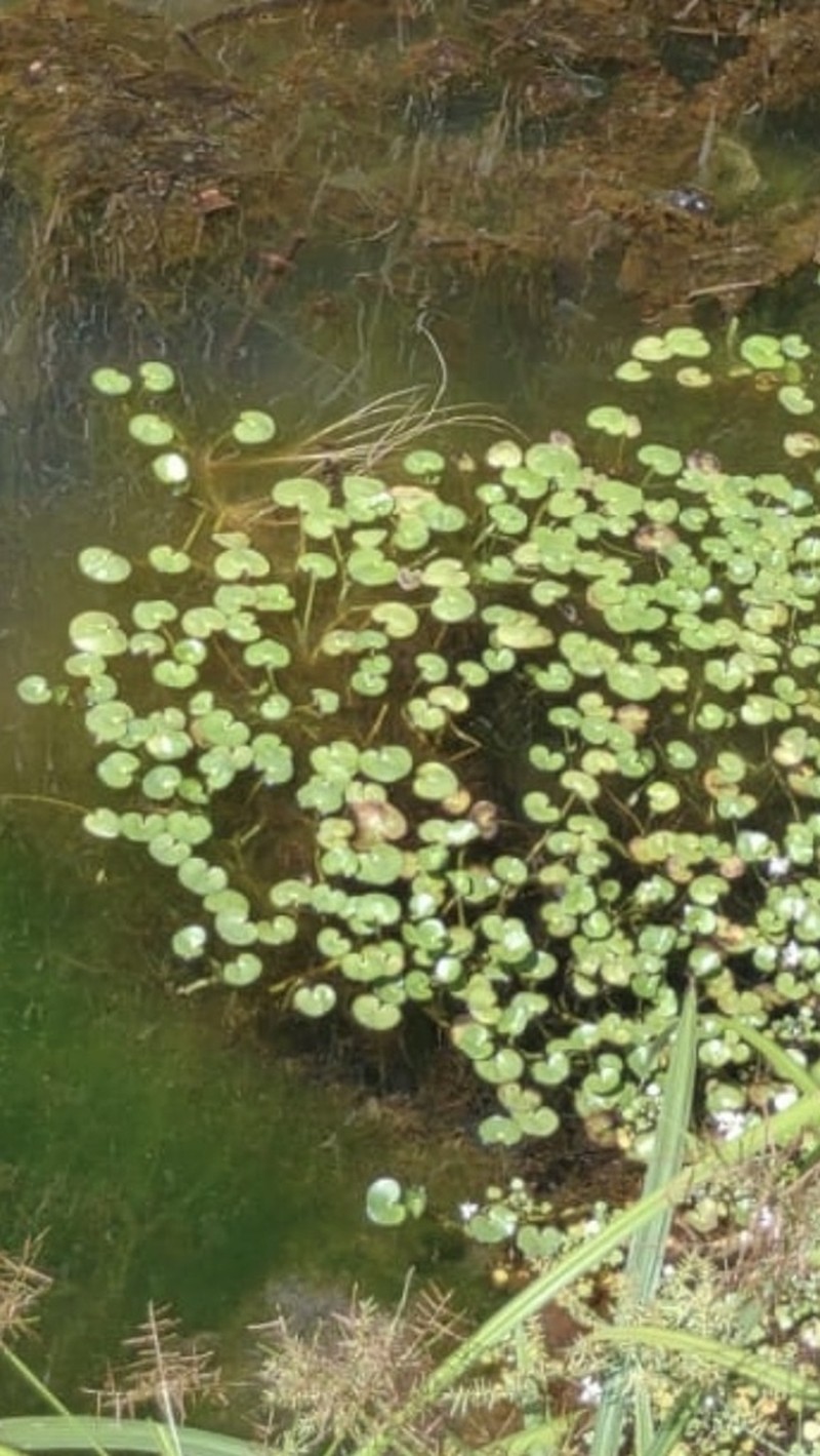 Kidneyleaf Mudplantain photo 7