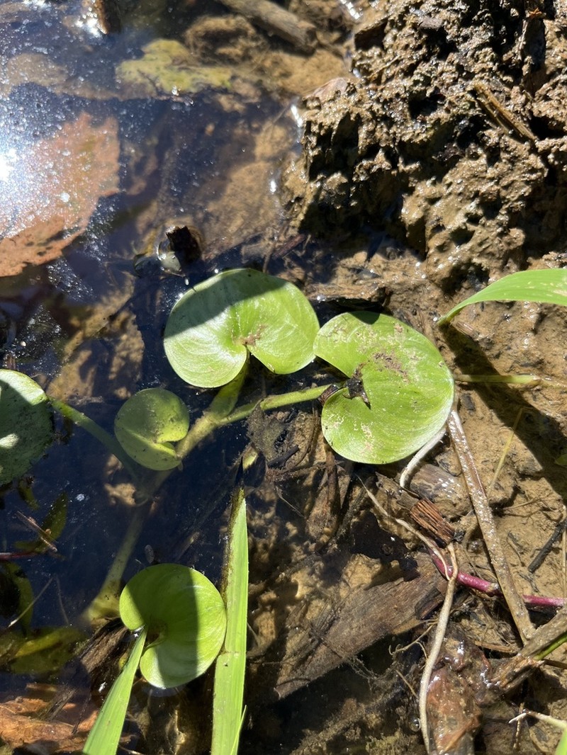 Kidneyleaf Mudplantain photo 8