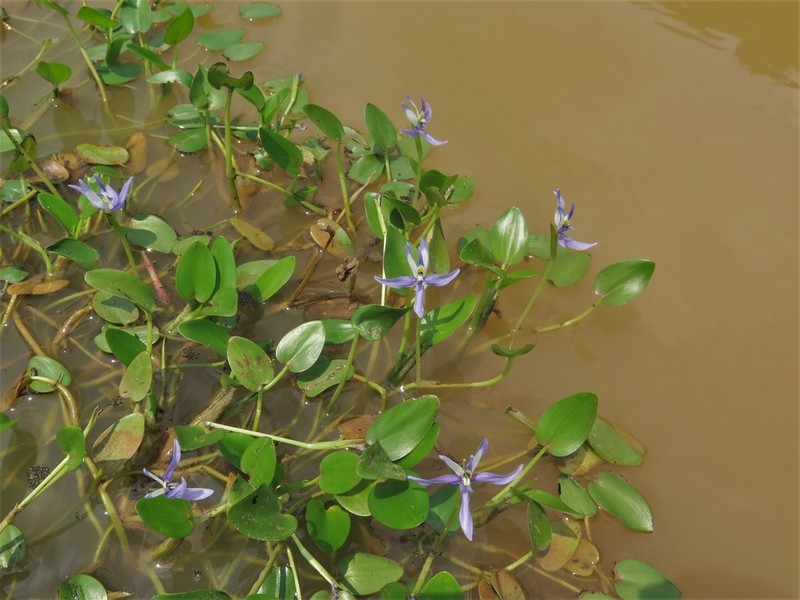 Roundleaf Mudplantain