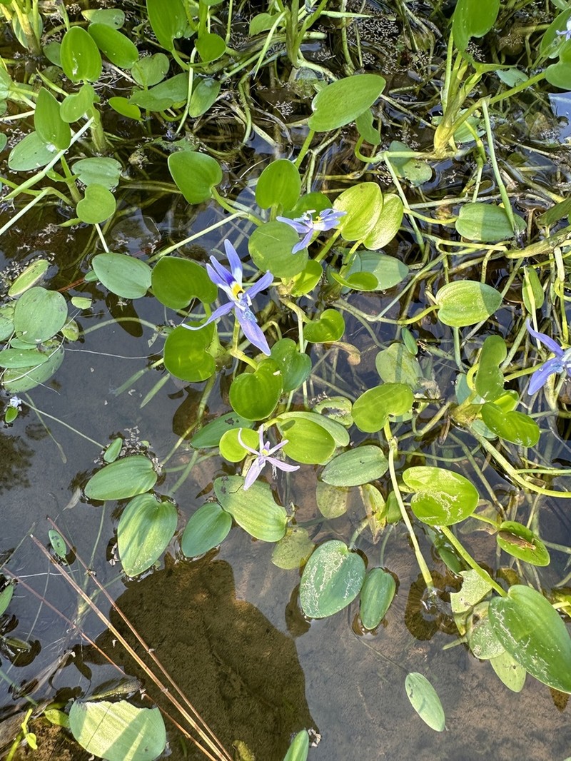 Roundleaf Mudplantain photo 2