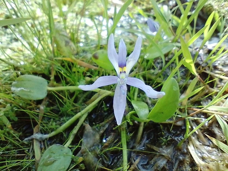 Roundleaf Mudplantain photo 3