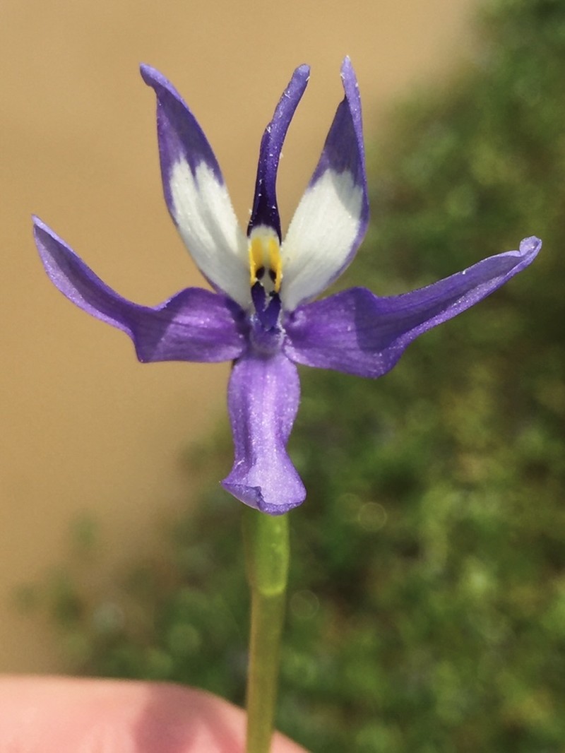 Roundleaf Mudplantain photo 4