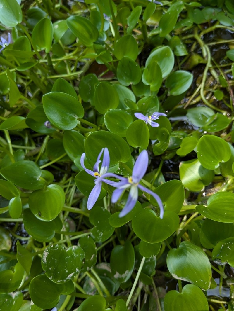 Roundleaf Mudplantain photo 6