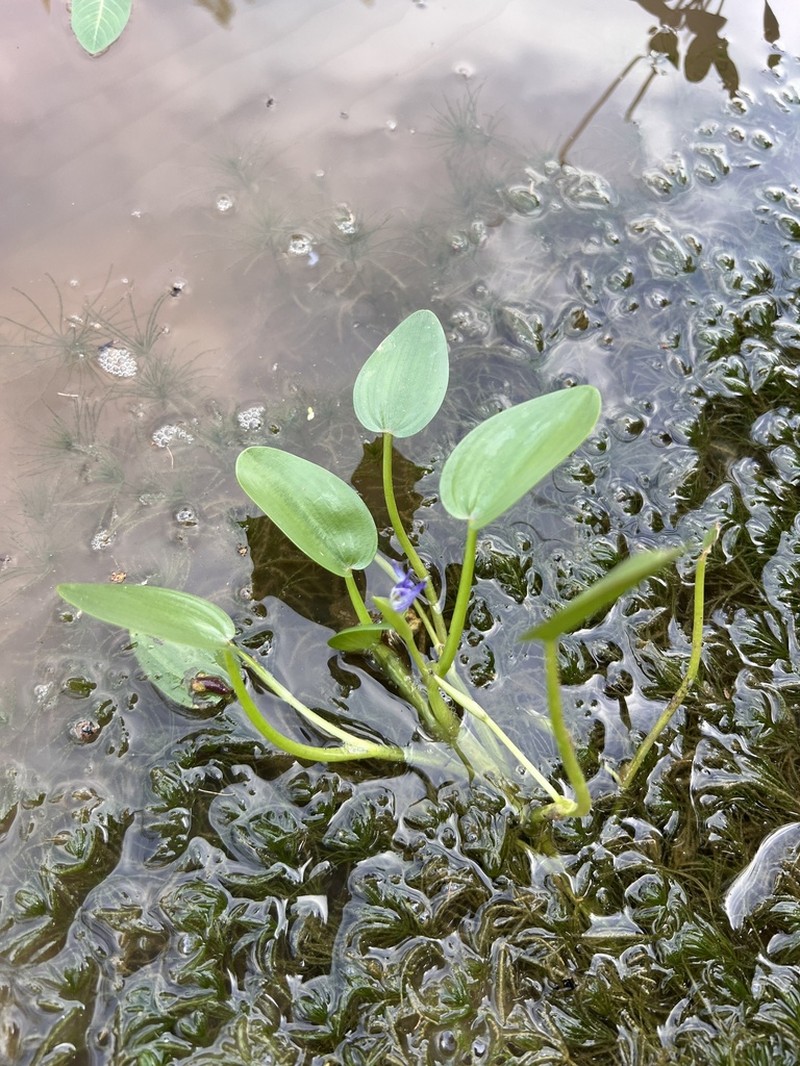Roundleaf Mudplantain photo 7
