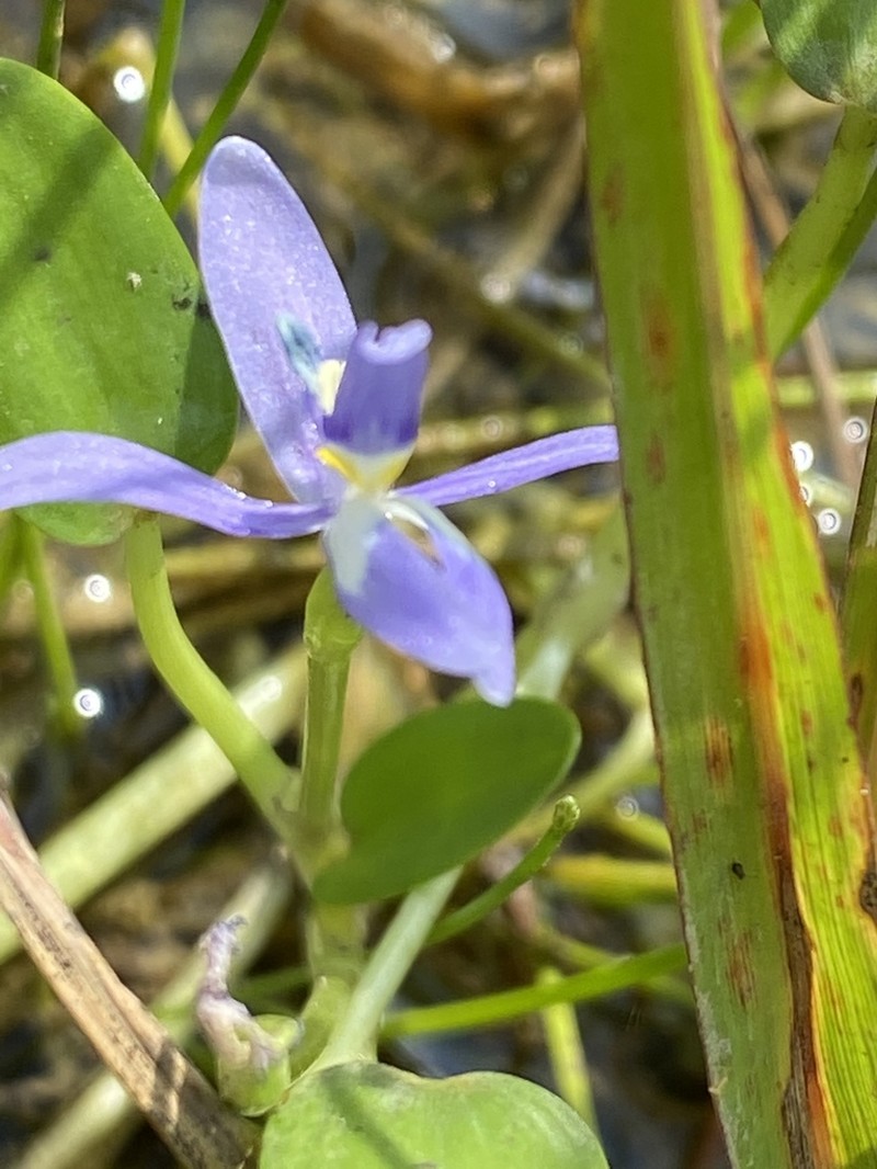 Roundleaf Mudplantain photo 8