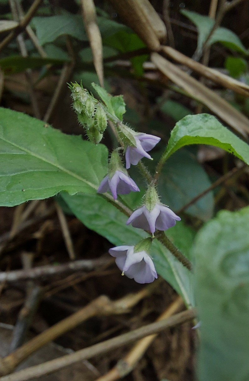 Heteranthia decipiens photo 2