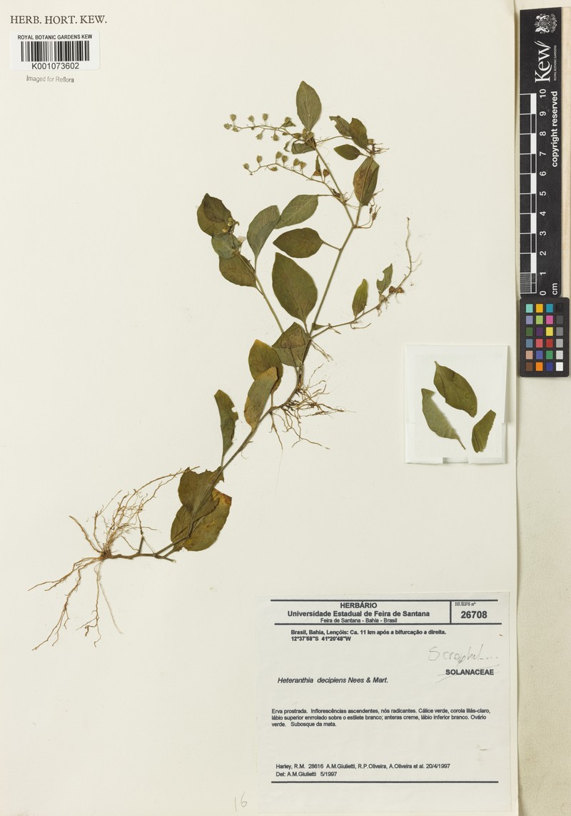 Heteranthia decipiens photo 3