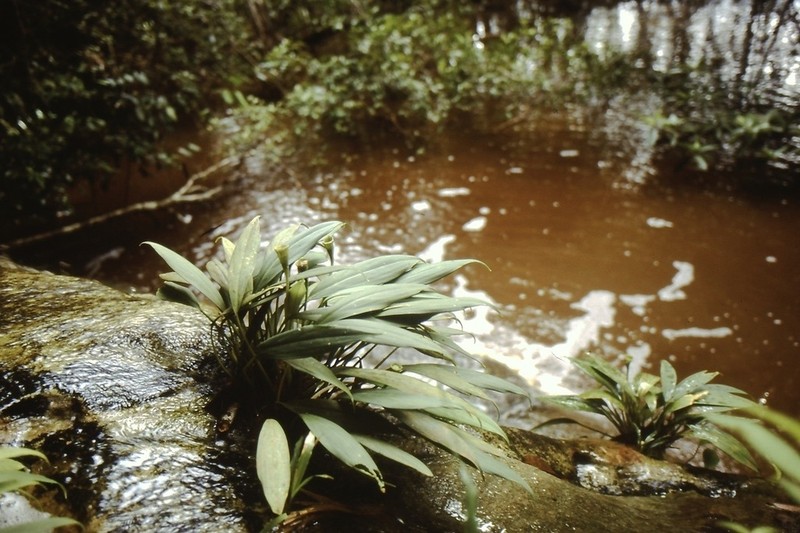 Heteroaridarum nicolsonii