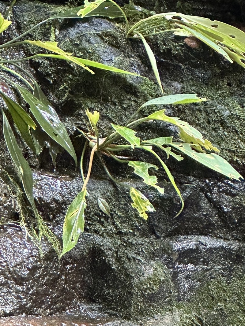 Heteroaridarum nicolsonii photo 2