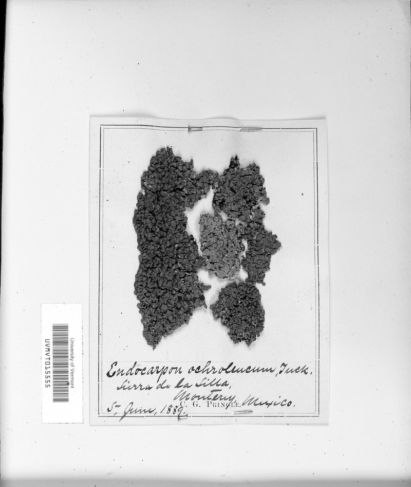 Heterocarpon Lichen photo 3