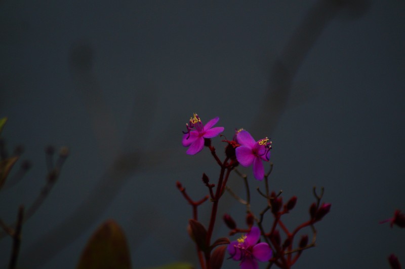 Heterocentron breedlovei photo 2