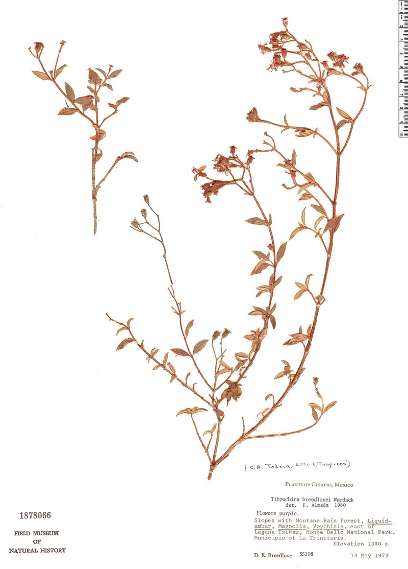 Heterocentron breedlovei photo 3