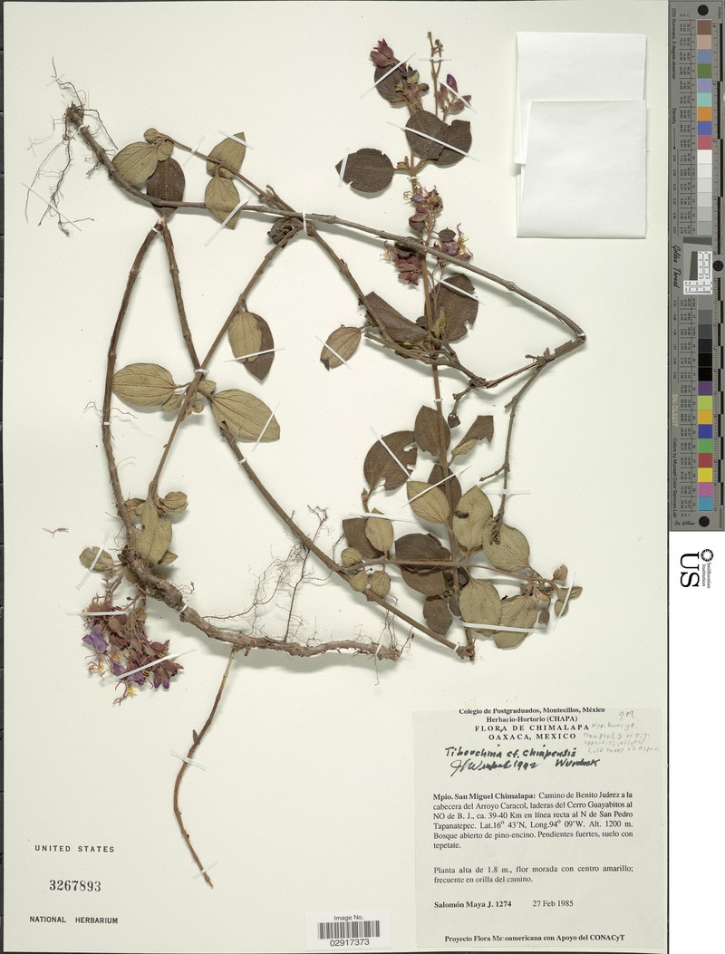 Heterocentron chiapense photo 2