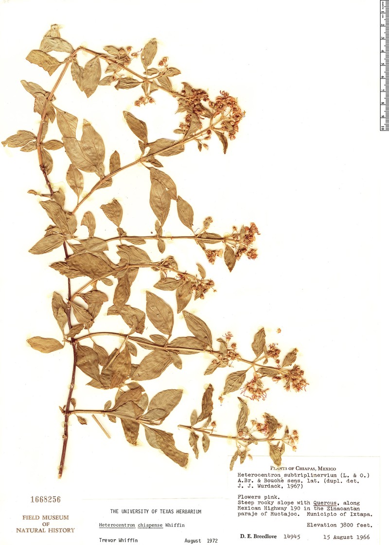 Heterocentron chiapense photo 3