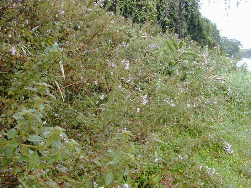 Pearlflower photo 2