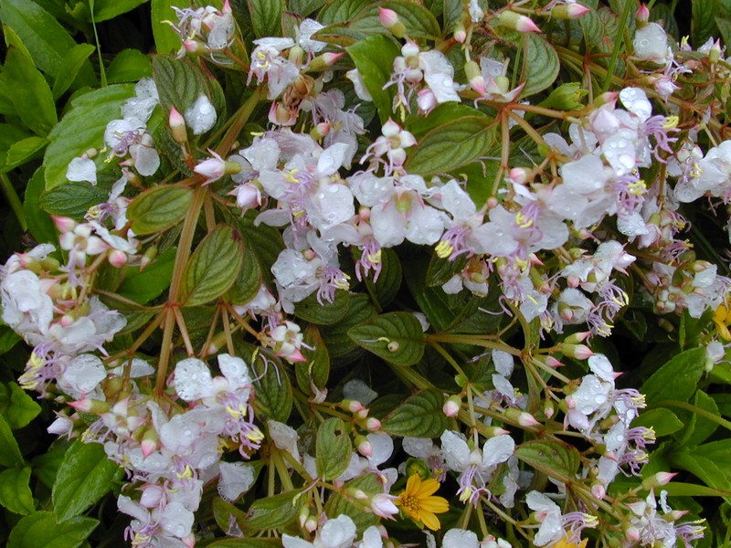 Pearlflower photo 3
