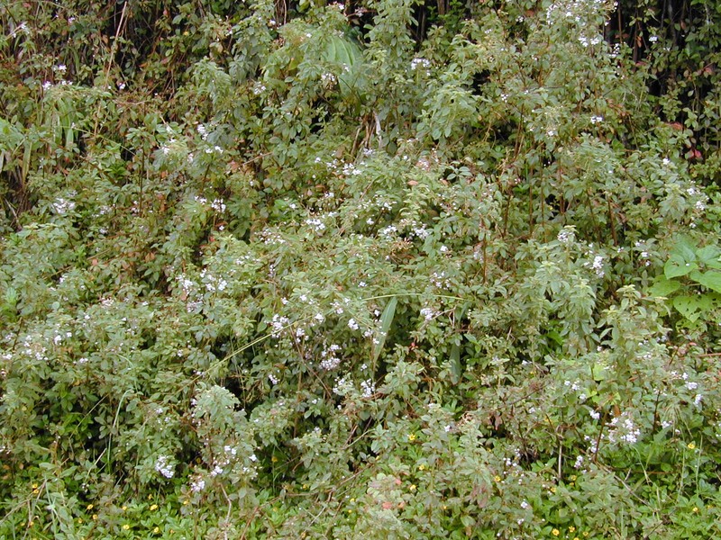 Pearlflower photo 6