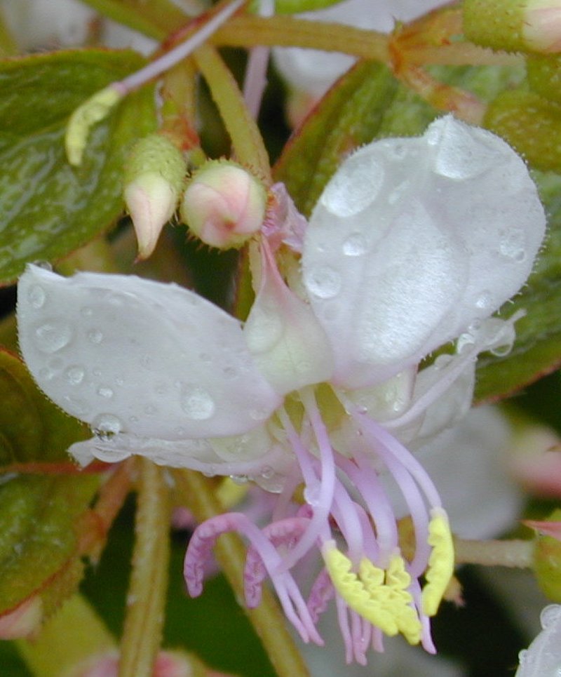 Pearlflower photo 8