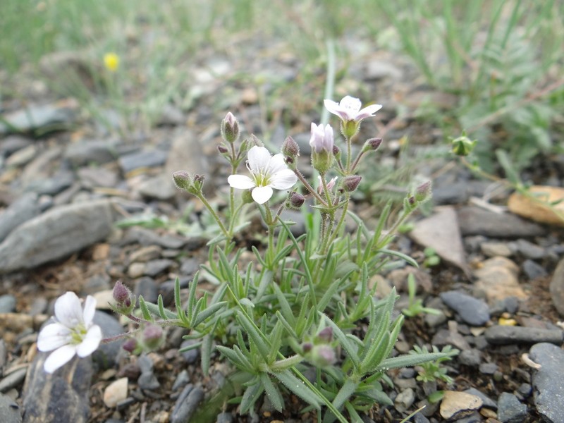 Heterochroa desertorum