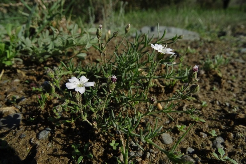 Heterochroa desertorum photo 2