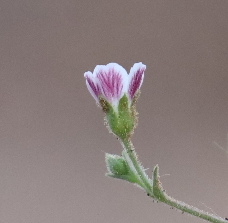 Heterochroa desertorum photo 3