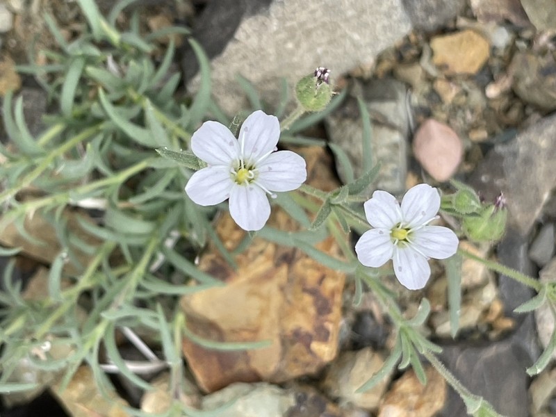 Heterochroa desertorum photo 4