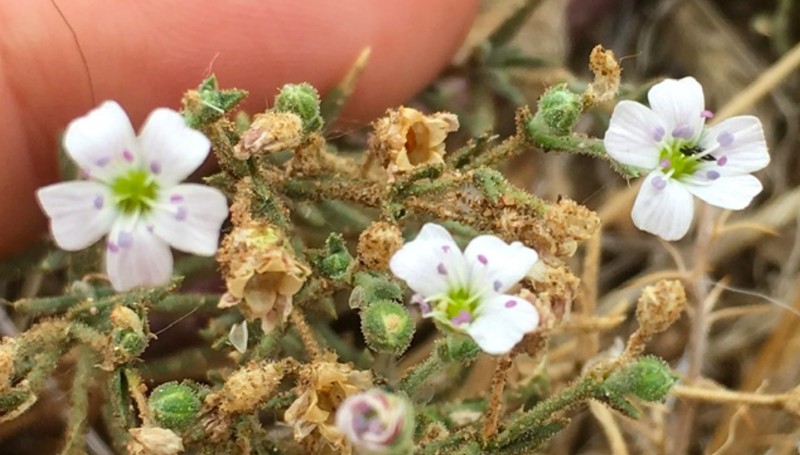 Heterochroa desertorum photo 5