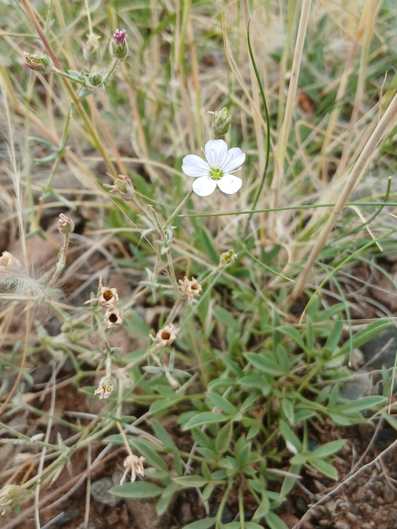 Heterochroa desertorum photo 6
