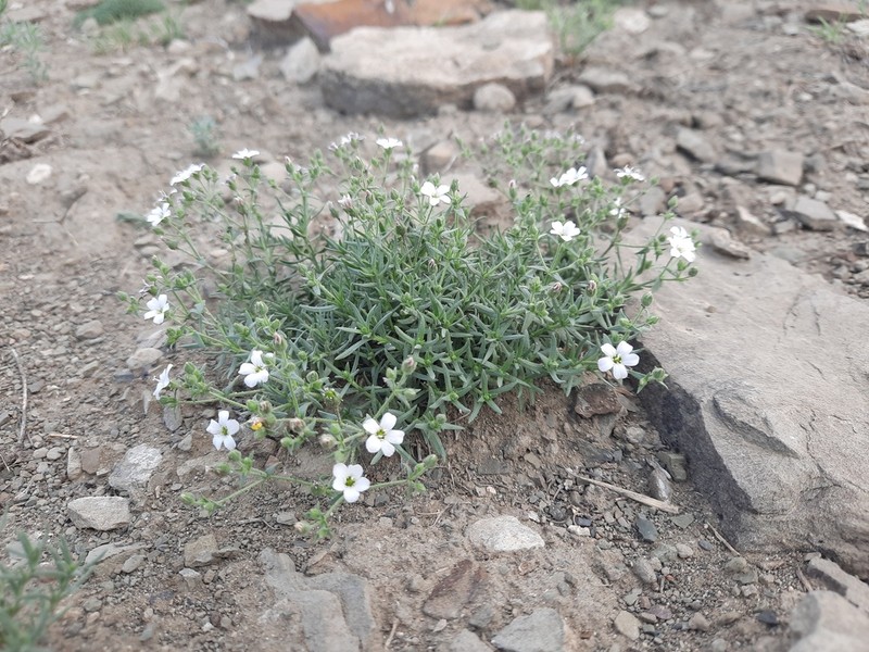 Heterochroa desertorum photo 7