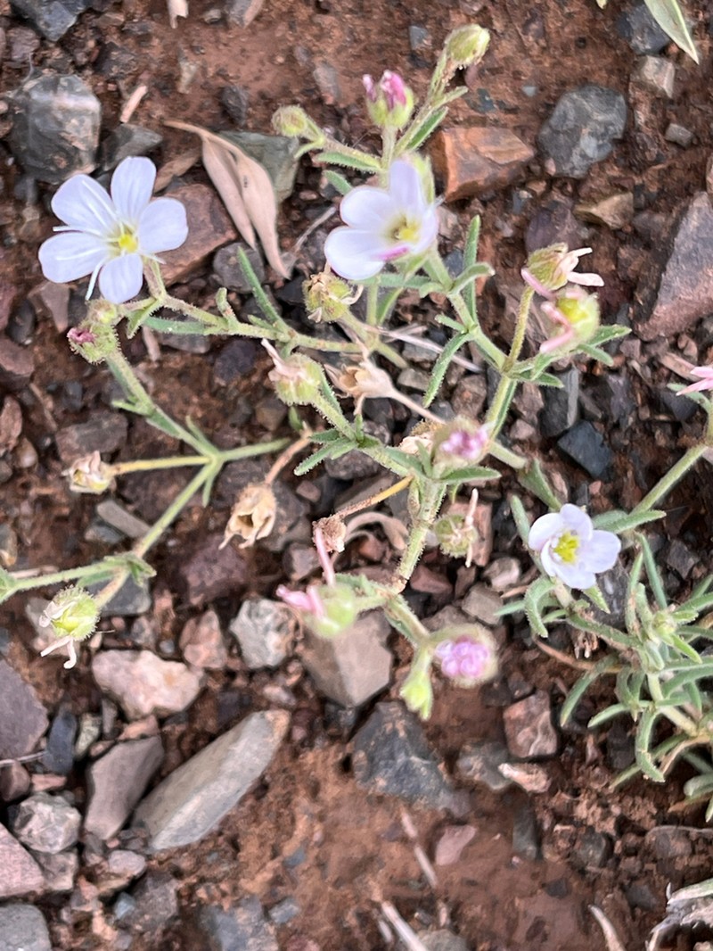 Heterochroa desertorum photo 8