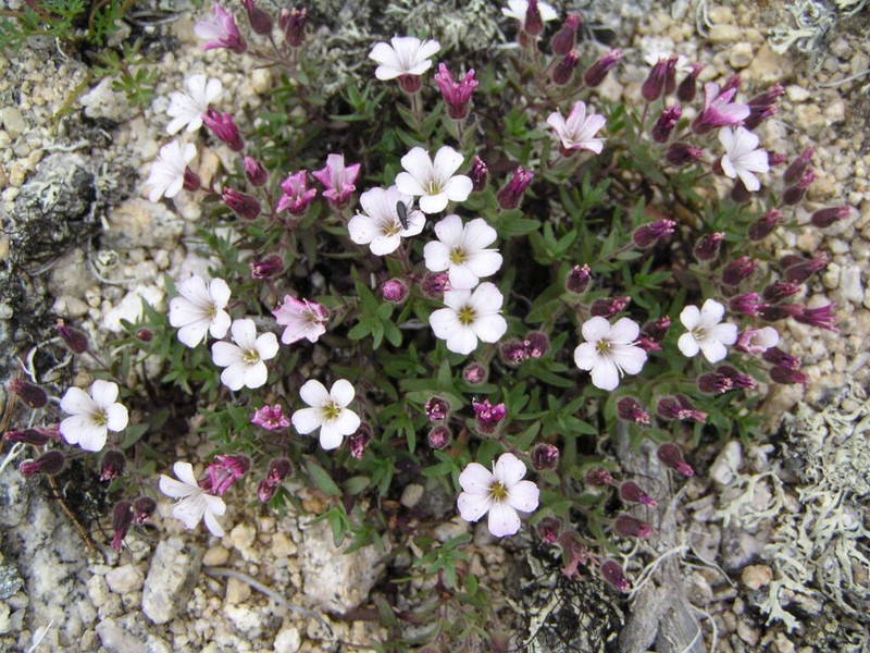 Heterochroa violacea photo 2