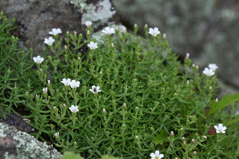 Heterochroa violacea photo 3