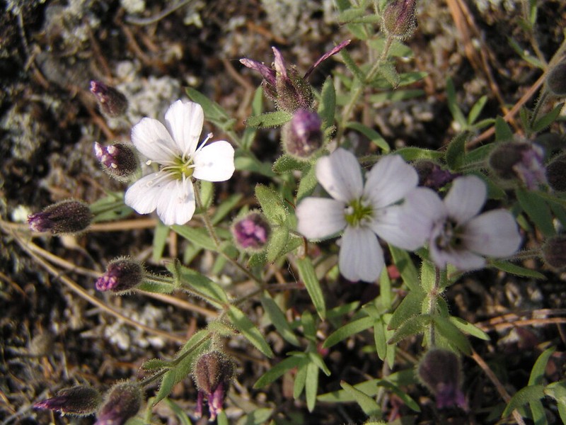 Heterochroa violacea photo 4