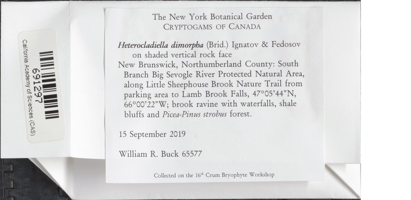 Heterocladium Moss