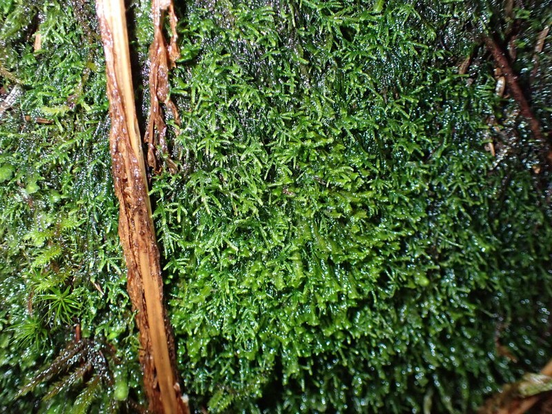 Macoun's Heterocladium Moss