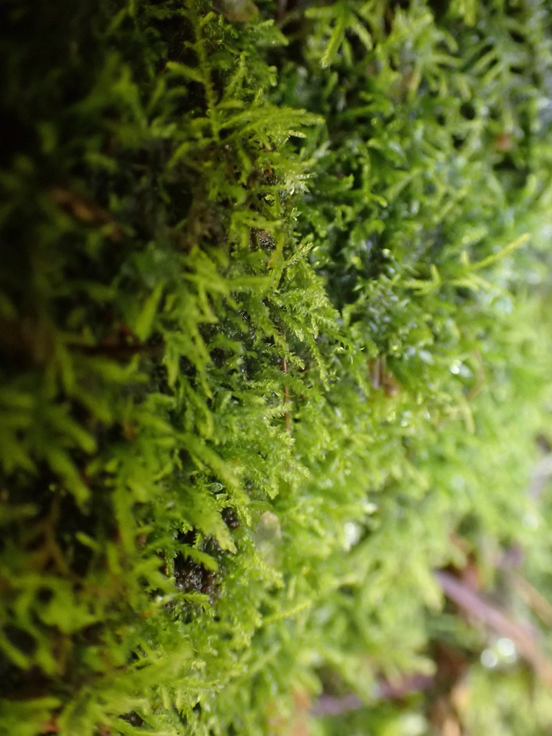 Macoun's Heterocladium Moss photo 2