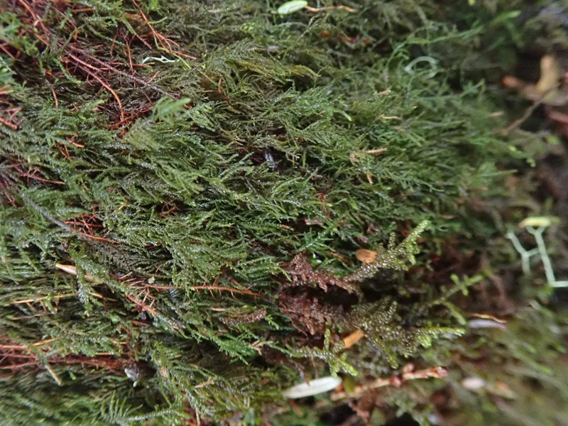Macoun's Heterocladium Moss photo 3