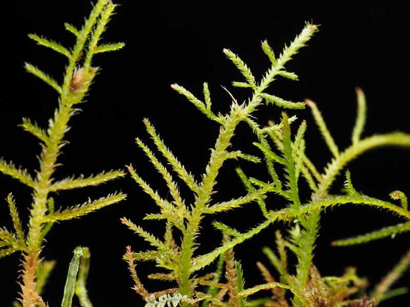 Macoun's Heterocladium Moss photo 4