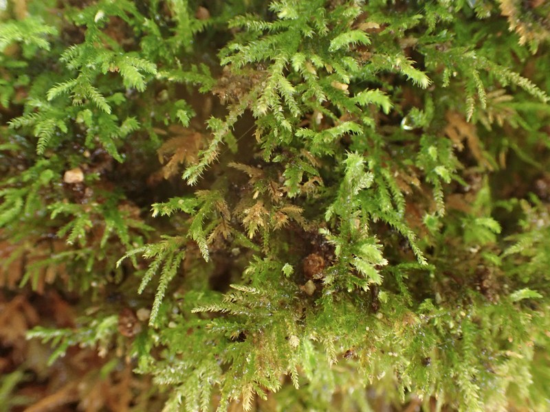 Macoun's Heterocladium Moss photo 5
