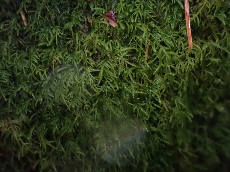 Macoun's Heterocladium Moss photo 6