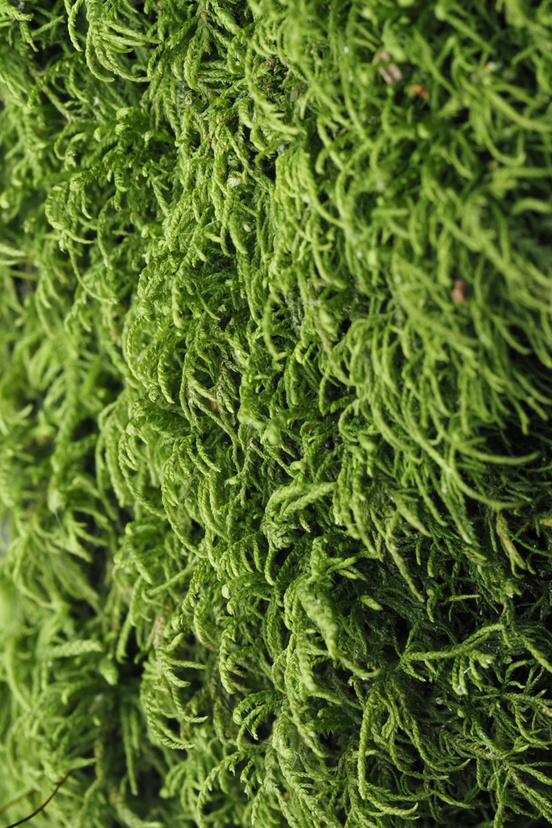 Macoun's Heterocladium Moss photo 7