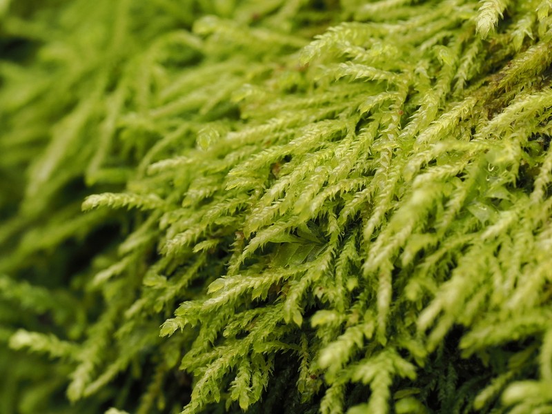 Macoun's Heterocladium Moss photo 8