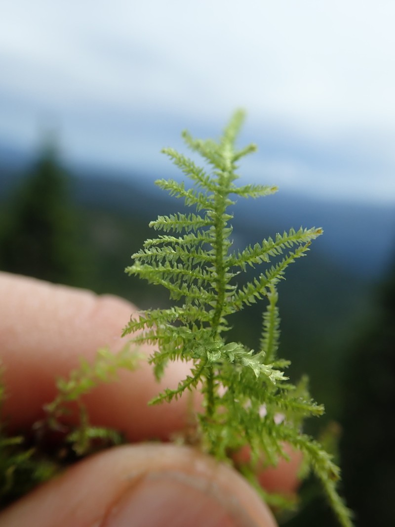 Heterocladium Moss